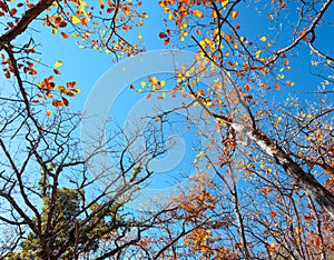 Autumn forest. Trees pattern. Looking up the blue sky. backgroun