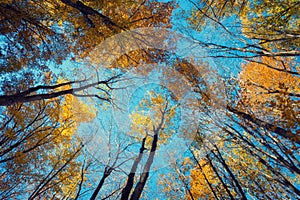 Autumn forest. Trees pattern. Looking up the blue sky. backgroun