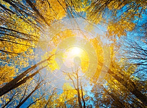 Autumn forest. Trees pattern. Looking up the blue sky. backgroun