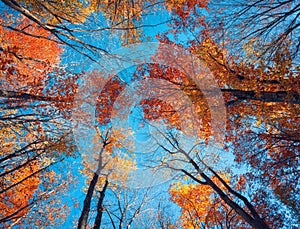 Autumn forest. Trees pattern. Looking up the blue sky. backgroun