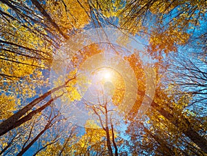 Autumn forest. Trees pattern. Looking up the blue sky. backgroun