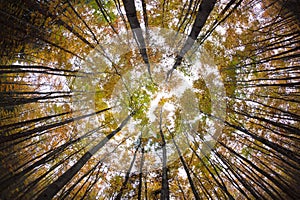 Autumn forest treetops