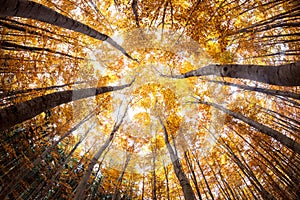 Autumn forest treetops