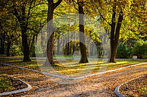 Autumn forest with two paths