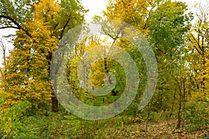 Autumn forest in Uman, Ukraine, Sofievka park