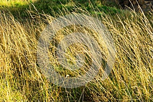 Autumn forest undergrowth vegetation. Yellow grass growing on herbaceous layer of understory or underbrush in forest.