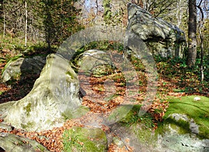 In an autumn forest in Urych, Ukraine