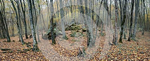 Autumn forest in the valley of the river Jennet, Caucasus, Russia