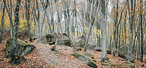 Autumn forest in the valley of the river Jennet, Caucasus, Russia