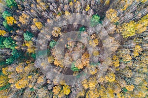 Autumn forest - view from above