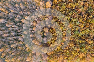 Autumn forest - view from above