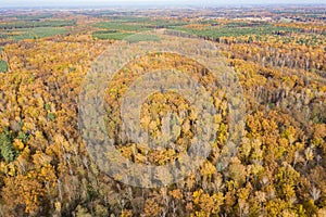 Autumn forest - view from above