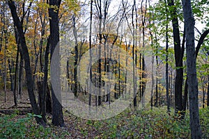 Autumn forest view with rocks and yellow foliage