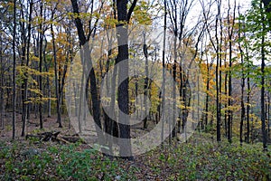 Autumn forest view with trees with yellow leaves