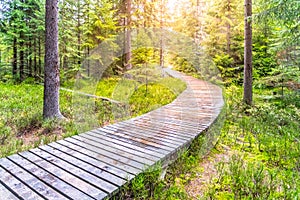 Autumn forest walk. Touristic wooden plank path