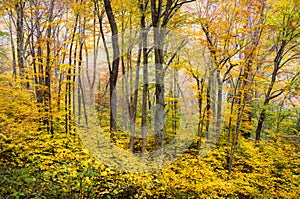 Autumn Forest Western NC Fall Foliage Trees Scenic Nature Photography