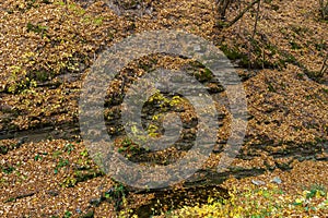 Autumn forest in the wild. Argillic mineral rocky soil. Background with copy space for text