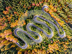 Autumn in the Forest Winding Road Aerial View
