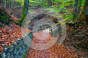 Autumn forest with wood bridge over creek in beeches forest, Italy