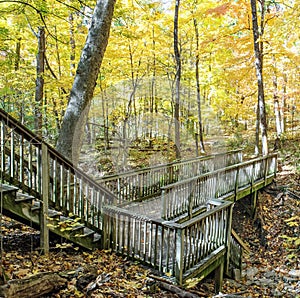 Autumn Forest with Wooden Bridge and Dappled Sunlight