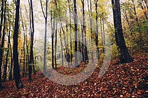 Autumn forest with yellow foliage