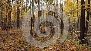 Autumn Forest, yellow foliage on the ground, motion camera point of view