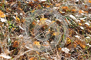 Autumn in the forest. Yellow leaves on autumn grass in the sun. October. Leaf fall. Colorful autumn foliage natural background