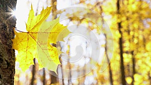 Autumn forest. Yellow leaves fall from birches and maples. The sun shines and shines because of the tree and maple leaf