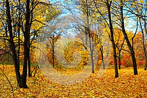 Autumn forest and yellow trees