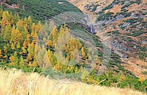 Autumn forest at Ziarska dolina - valley in High Tatras, Slovakia