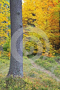 Jesenný les v Žiarskej doline vo Vysokých Tatrách