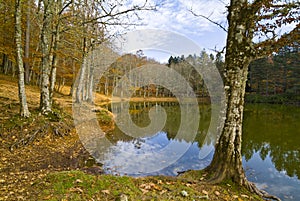 Autumn in the Foresta Umbra, Gargano, Italy