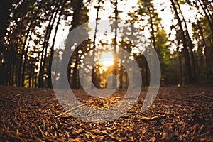 Autumn forests from the perspective of the undergrowth