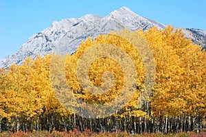 Autumn forests in rockies