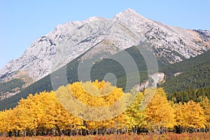 Autumn forests in rockies