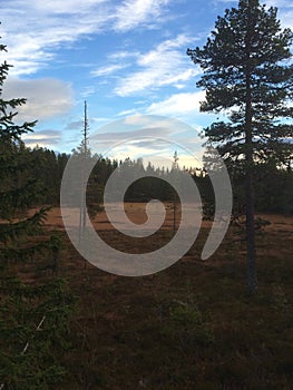 Autumn in the forrest