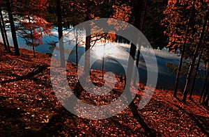 Sunset on the Umedalen through the branches