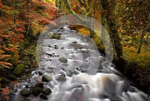 Autumn forrest stream