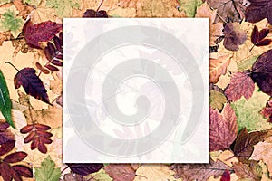 Autumn frame background. Blank white translucent card with colorful leaves. Fall season nature composition mockup