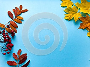 Autumn frame banner with natural dried leaves and red berries on bright blue  background, top view, copy space. Autumn, thanksgivi photo