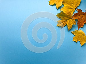 Autumn frame banner with natural dried leaves and red berries on bright blue  background, top view, copy space. Autumn, thanksgivi photo