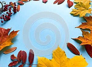 Autumn frame banner with natural dried leaves and red berries on bright blue  background, top view, copy space. Autumn, thanksgivi photo