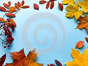 Autumn frame banner with natural dried leaves and red berries on bright blue  background, top view, copy space. Autumn, thanksgivi photo