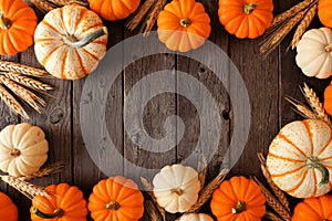 Autumn frame of orange and white pumpkins and wheat on a rustic dark wood background
