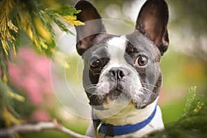 Autumn french bulldog in the leaves.