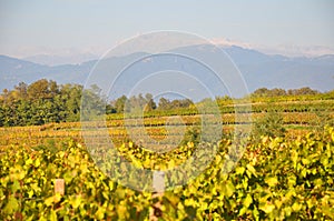 Autumn friuli vineyards italy