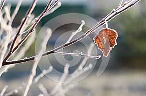 Autumn frost