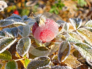 Autumn frost