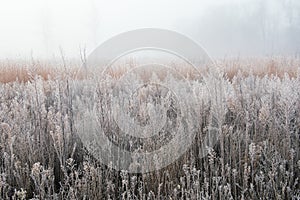 Autumn, Frosted Tall Grass Prairie