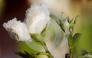 Autumn frosts. Frost on jasmine petals.